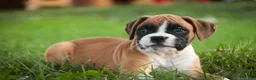 Boxer dogs for sale: Tracker - Ad 3