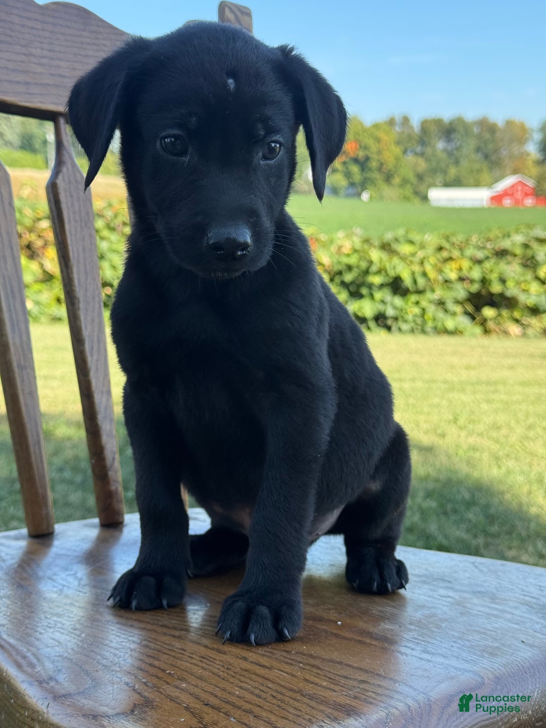 Labrador Retriever dogs for sale: Denver - Ad 2