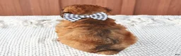 Toy Poodle dogs for sale: Hunter - Ad 3