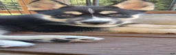 Gerberian Shepsky dogs for sale: Star - Ad 2