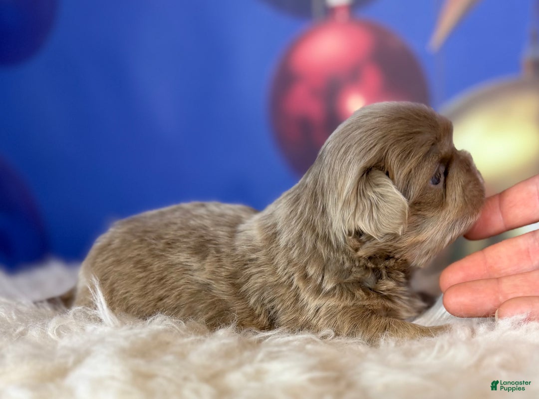 Pekingese dogs for sale: Akc DNA OFA Olaf- lilac tan points  - Ad 4