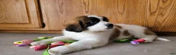 Saint Bernard dogs for sale: Willow - Ad 1