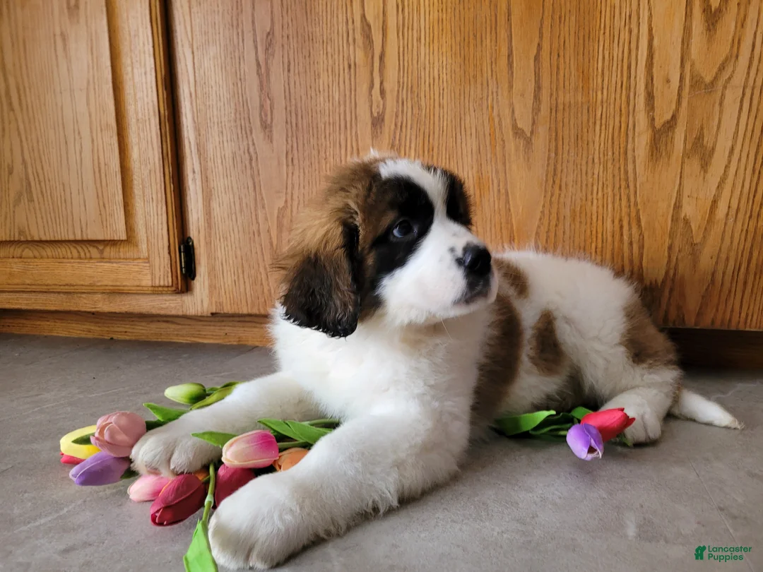 Saint Bernard dogs for sale: Willow - Ad 1