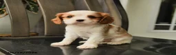 Cavalier King Charles Spaniel dogs for sale: Spirit - Ad 6