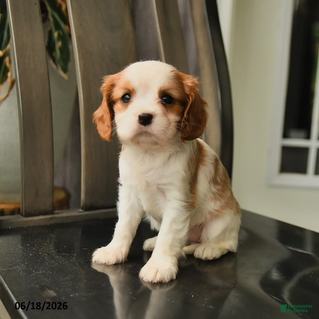 Cavalier King Charles Spaniel dogs for sale: Spirit - Ad 6