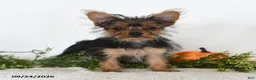 Shorkie dogs for sale: Lamar - Ad 5