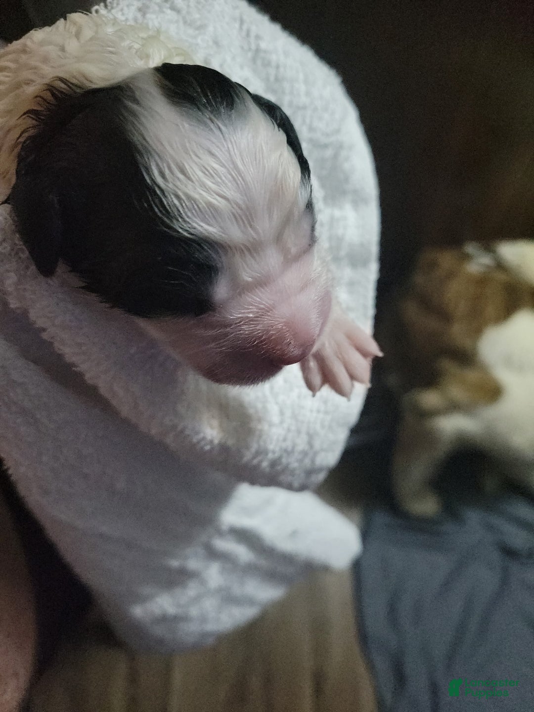 Saint Bernard dogs for sale: Puppy 3 - Ad 42