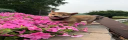 Shiba Inu dogs for sale: Shiba Inu 1 - Ad 2