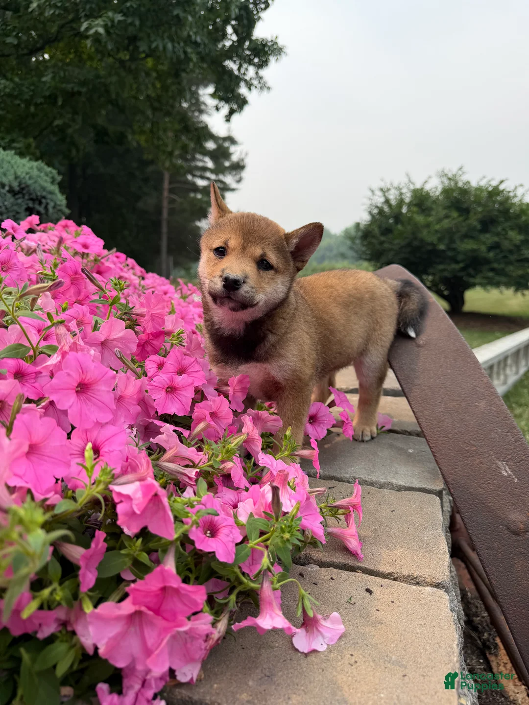 Shiba Inu dogs for sale: Shiba Inu 1 - Ad 2