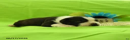 Boston Terrier dogs for sale: Vixon - Ad 4