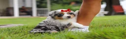 Miniature Australian Shepherd dogs for sale: Bonnie - Ad 6