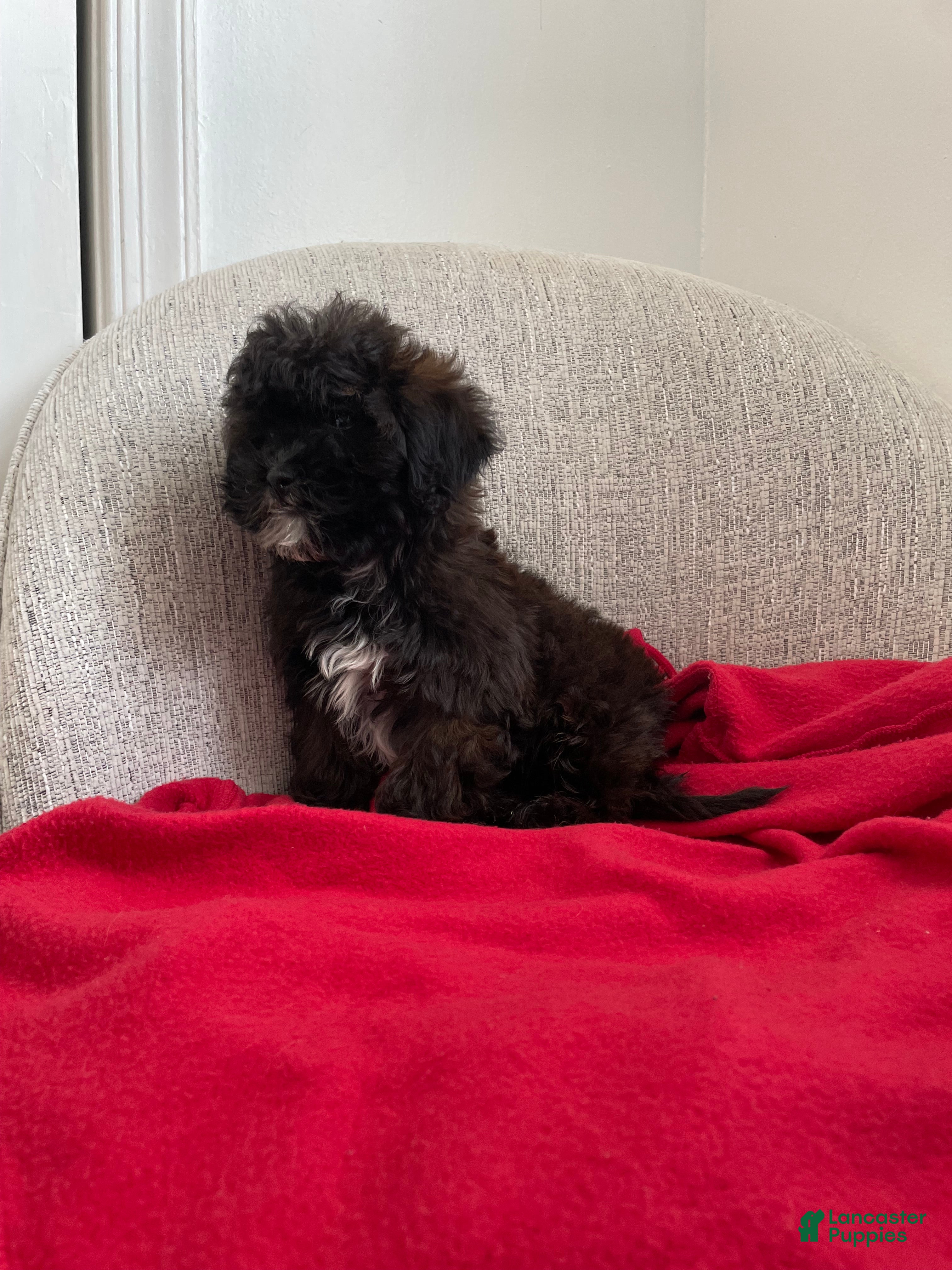 Shih Tzu dogs Cosmo - Ad 35