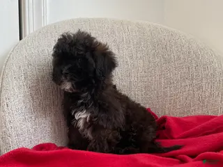 Shih Tzu dogs Cosmo - Ad 35