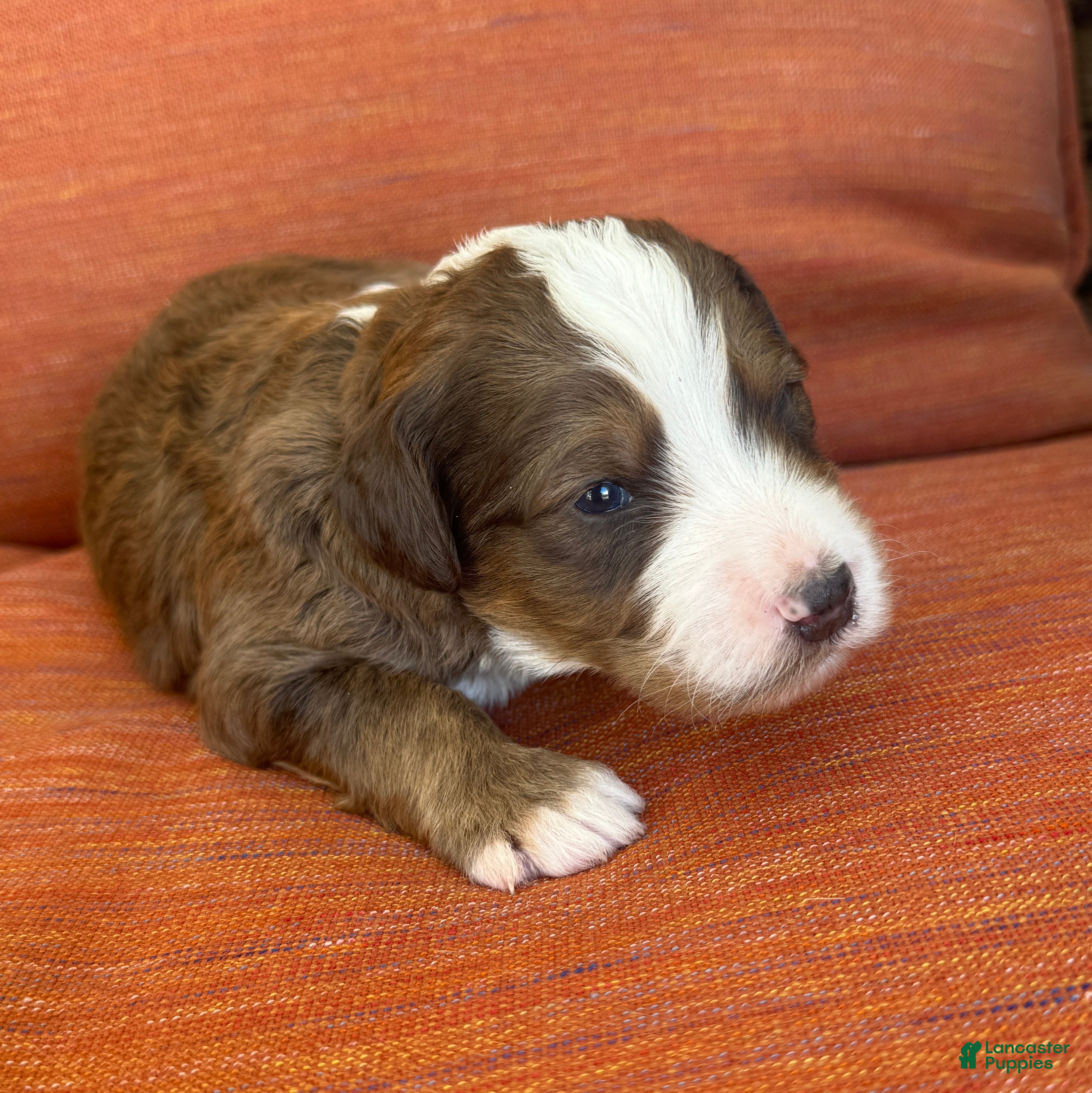 Bernedoodle dogs Patch - Ad 1