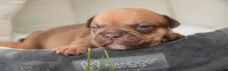 English Bulldog dogs for sale: Titus English Bulldog  - Ad 1