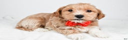 Maltipoo dogs for sale: Jake - Ad 4