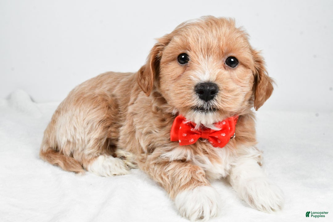Maltipoo dogs for sale: Jake - Ad 4