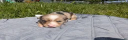 Mixed Breed dogs for sale: Orange collar Merle boy  - Ad 5