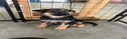German Shepherd dogs for sale: Navy - Ad 7