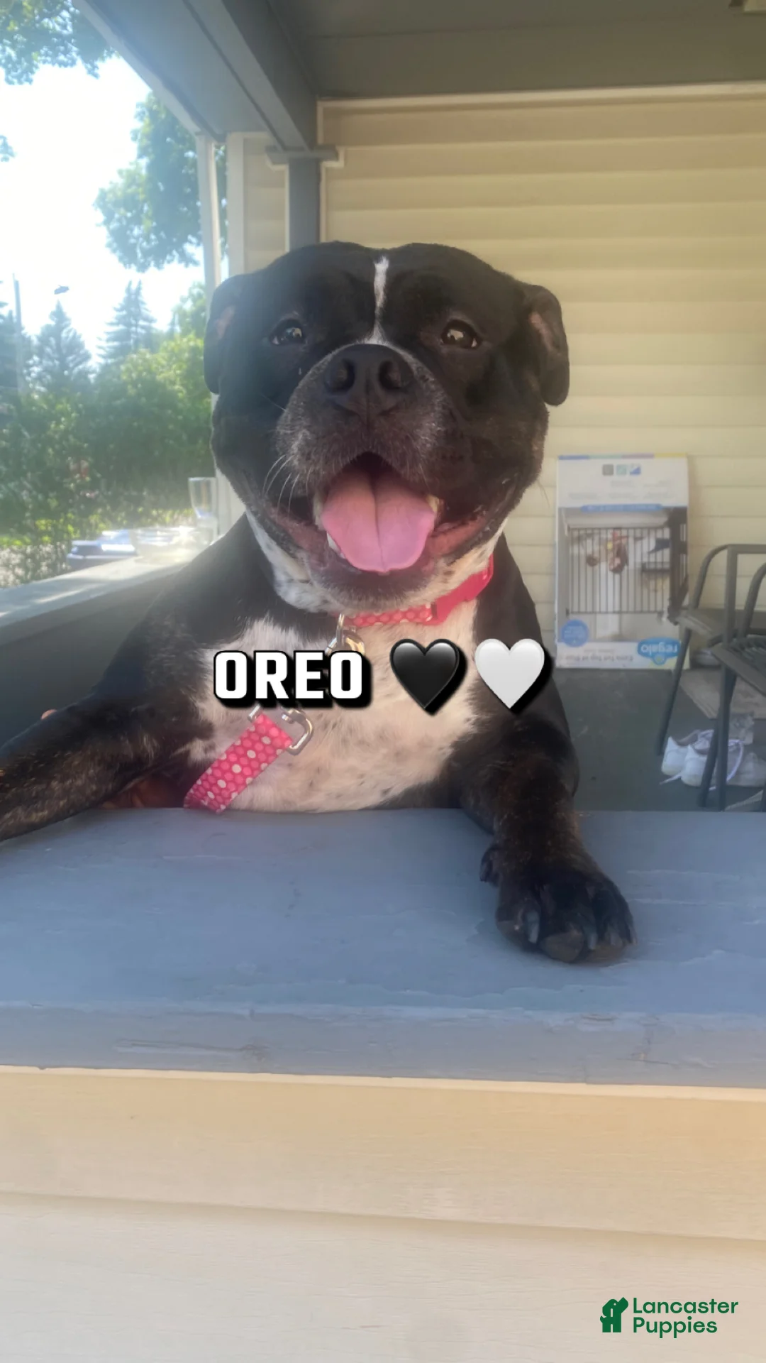 Mixed Breed dogs for sale: Mixed Breed Puppy 3 - Ad 2