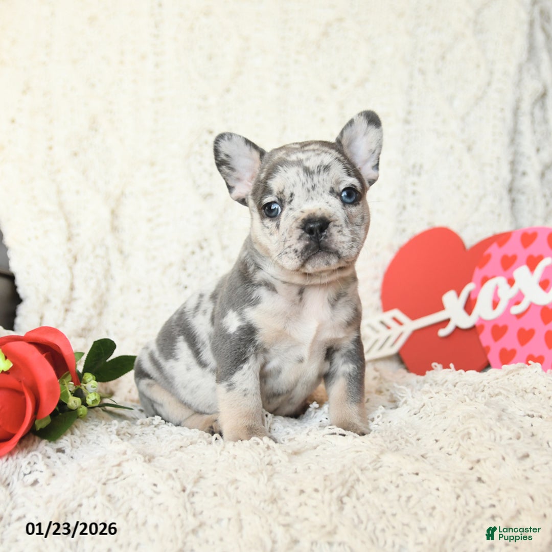 French Bulldog dogs for sale: Brynn - Ad 2