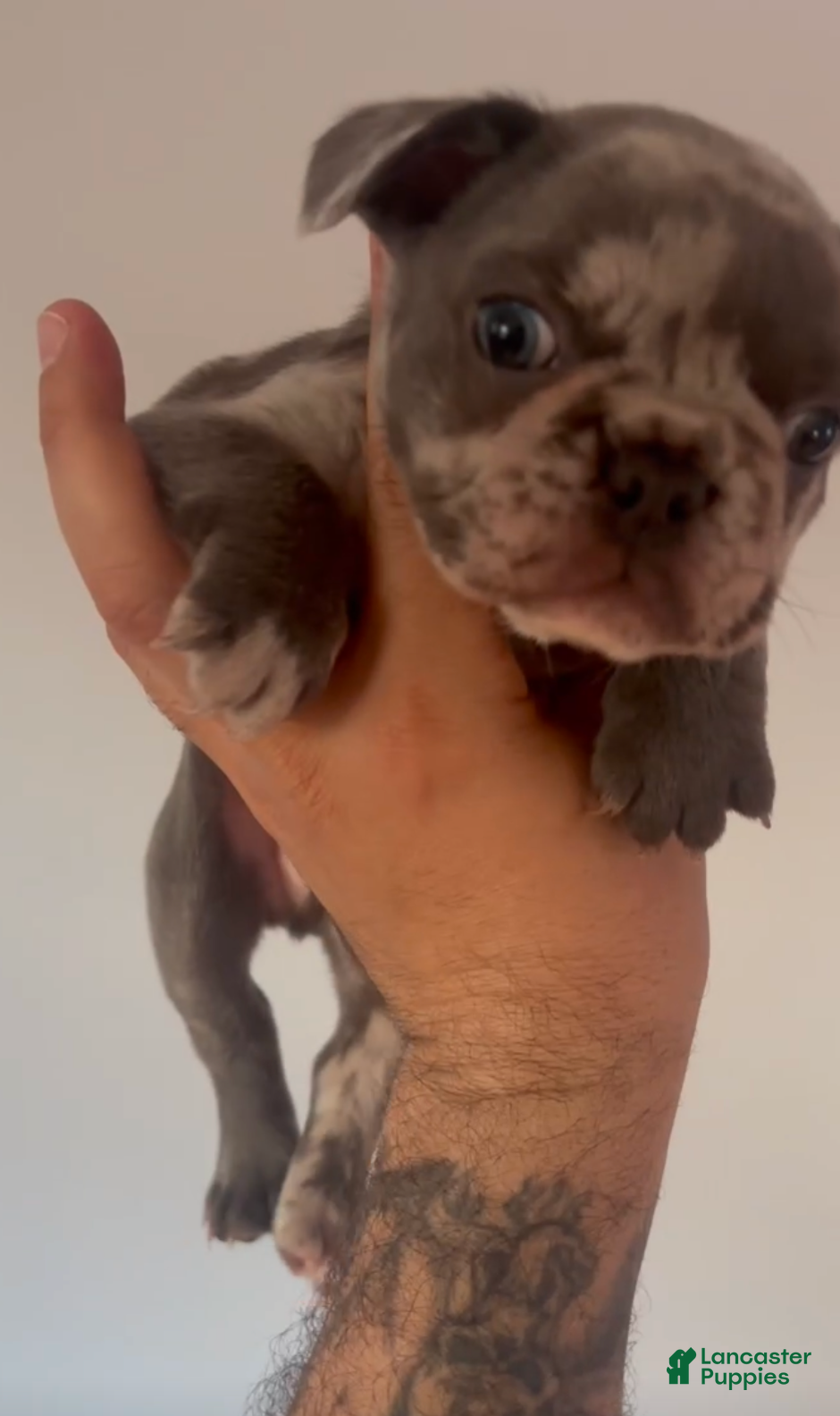 French Bulldog dogs French Bulldog Puppy 1 - Ad 40