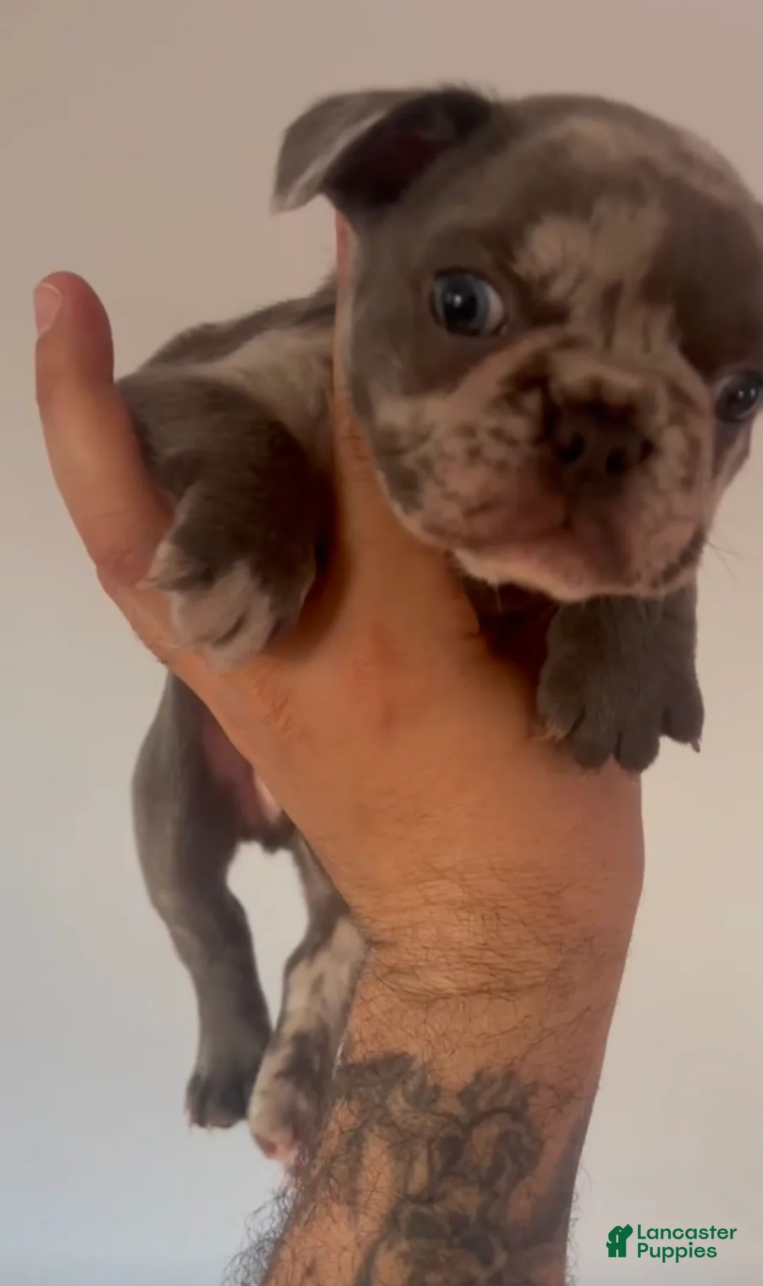 French Bulldog dogs for sale: French Bulldog Puppy 1 - Ad 1