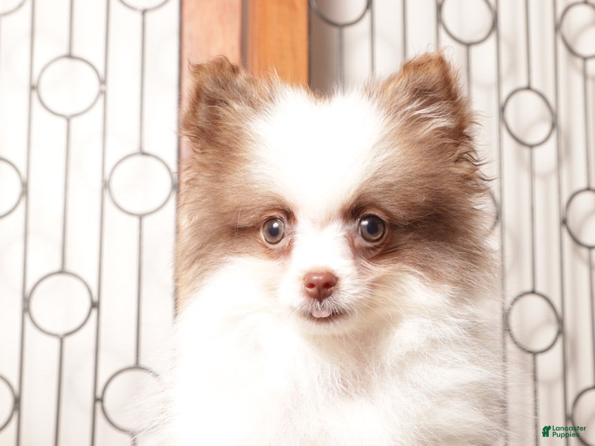 Pomeranian dogs Sam - Ad 2
