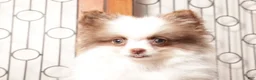 Pomeranian dogs for sale: Sam - Ad 2