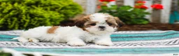Shih Tzu dogs for sale: Bambi (Raised in Home, Crate Trained & Potty Training!) - Ad 5