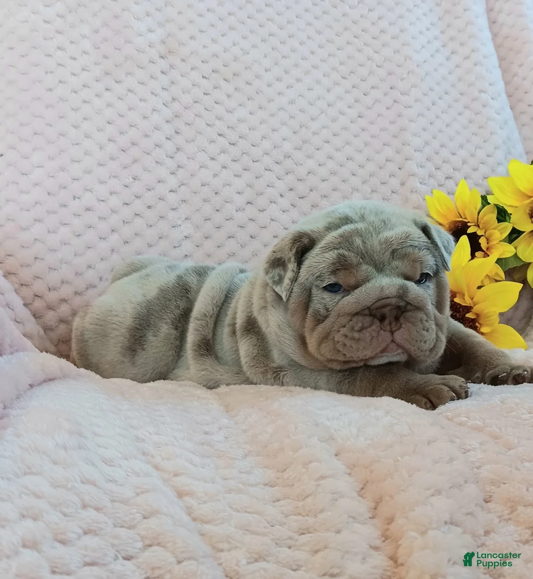 English Bulldog dogs for sale: Taffy - Ad 2