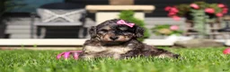 Bichpoo dogs for sale: Callie - Ad 7