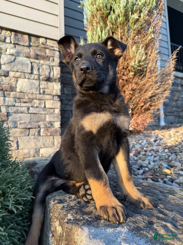 German Shepherd dogs for sale: Zeus - Ad 1