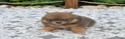 Pomeranian dogs for sale: Sophie - Ad 5