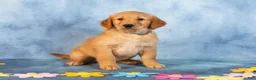 Golden Retriever dogs for sale: Espresso - Ad 3