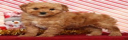 Miniature Poodle dogs for sale: Kris - Ad 4