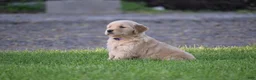 Golden Retriever dogs for sale: Lilly - Ad 3