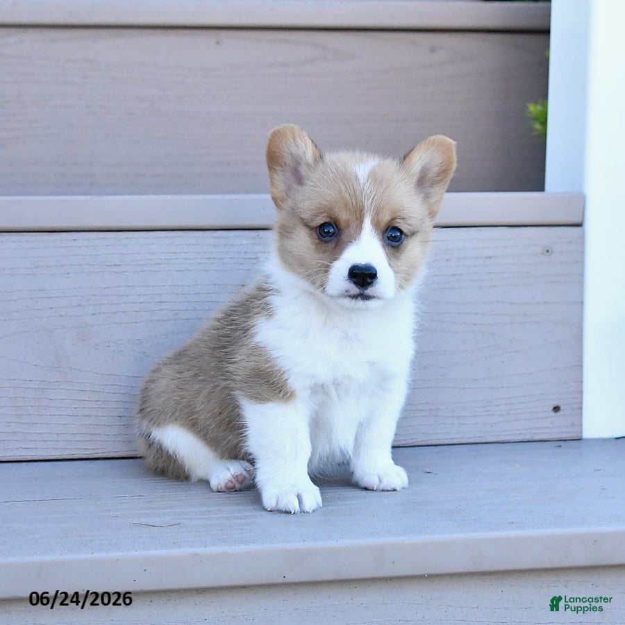 Welsh Corgi Pembroke dogs Pixie - Ad 2