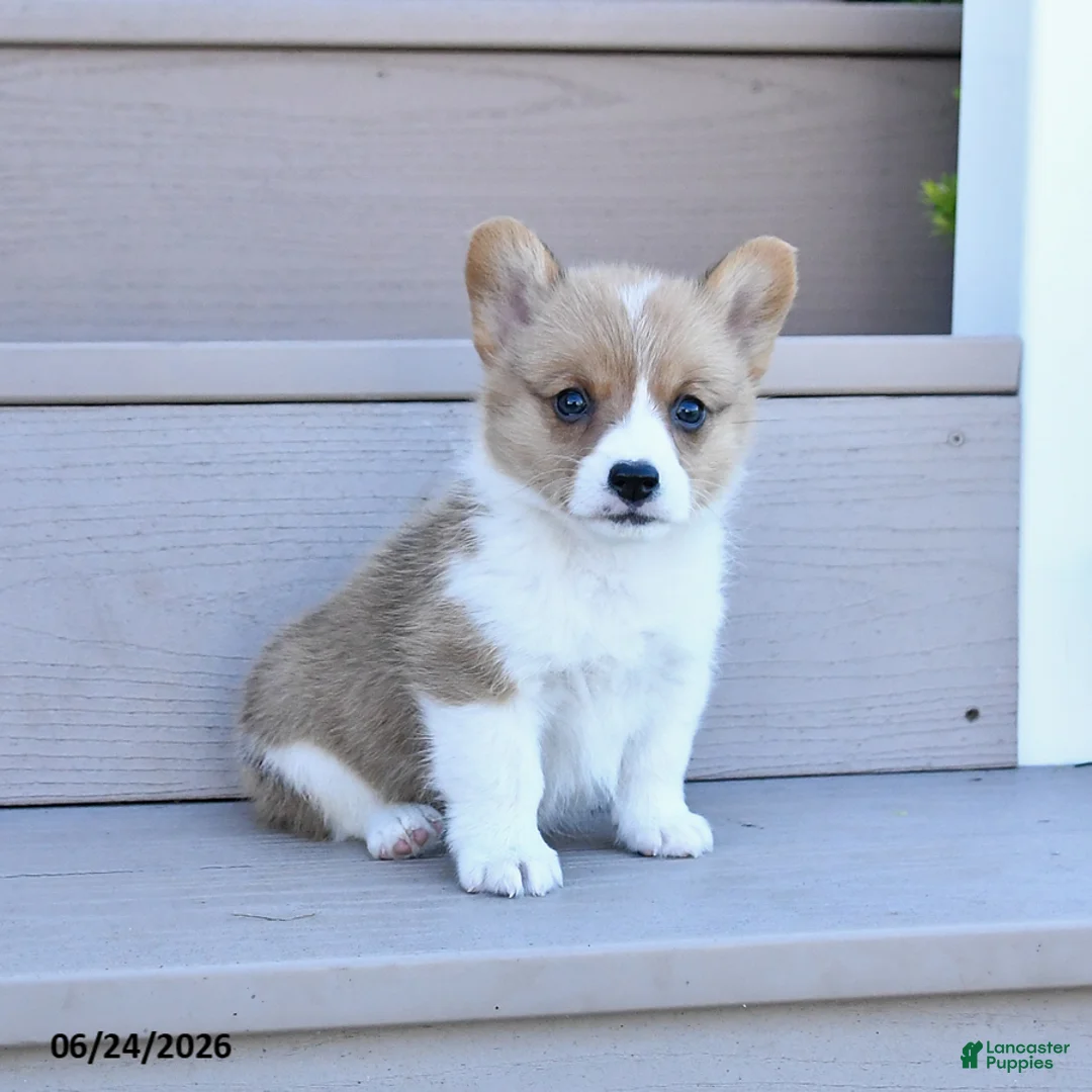 Welsh Corgi Pembroke dogs for sale: Pixie - Ad 2