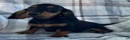 Dachshund dogs for sale: Devo - Ad 3
