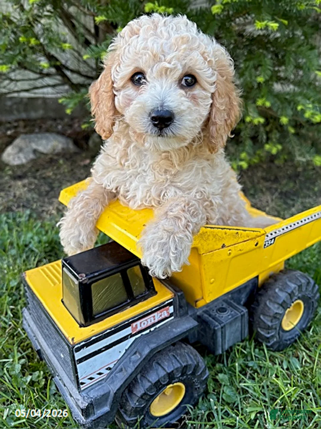 Bichpoo dogs for sale: Jace - Ad 1