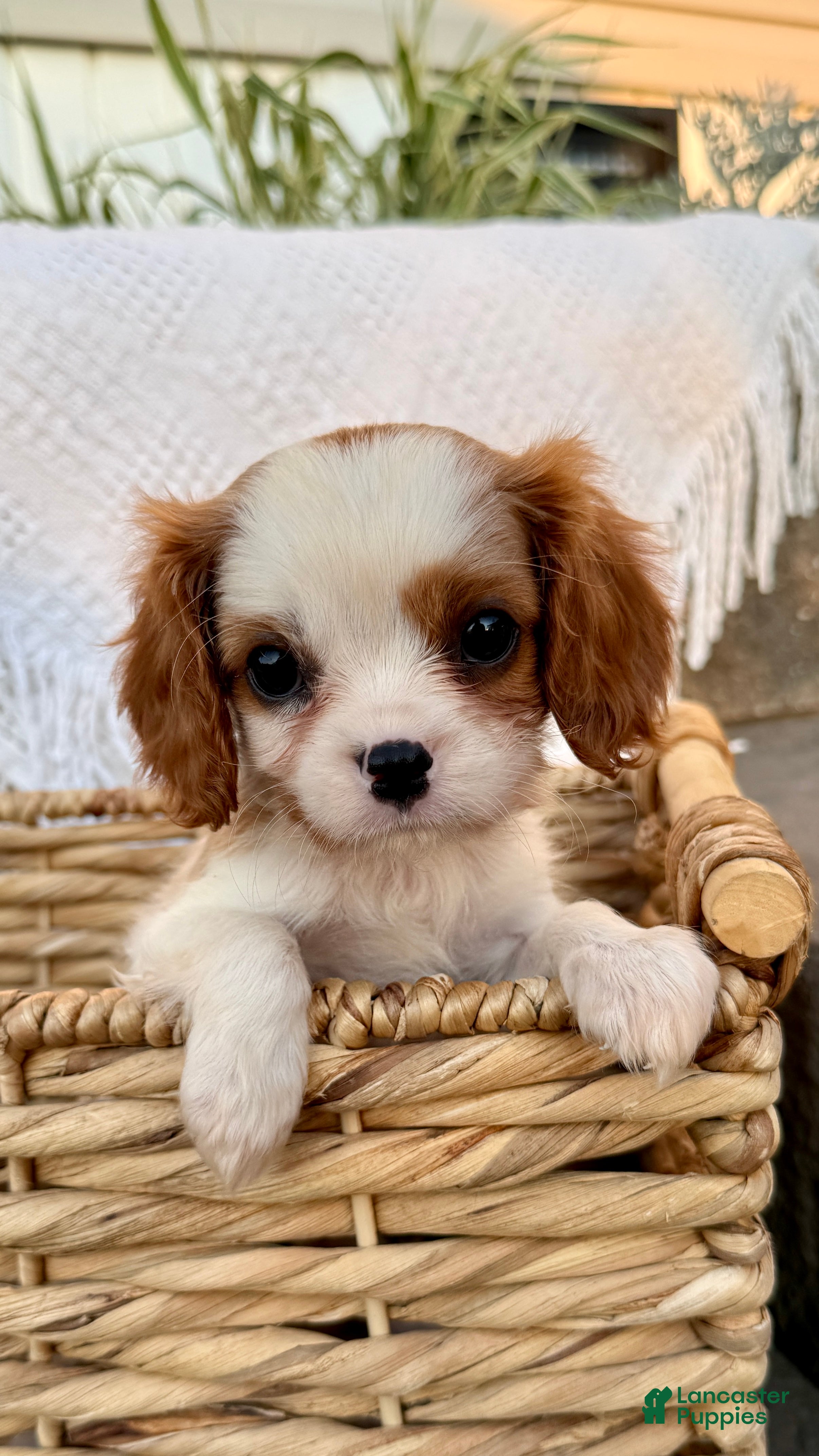 Cavalier King Charles Spaniel dogs Ivy - Ad 1