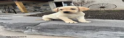 Labrador Retriever dogs for sale: Hank - Ad 2