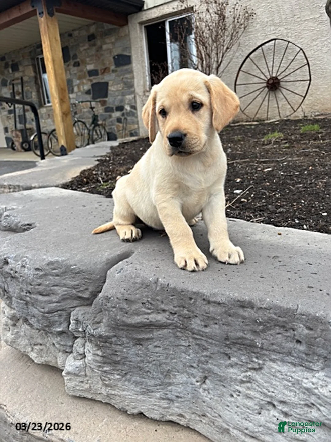 Labrador Retriever dogs for sale: Hank - Ad 2