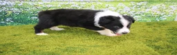 Australian Shepherd dogs for sale: Louie - Ad 2