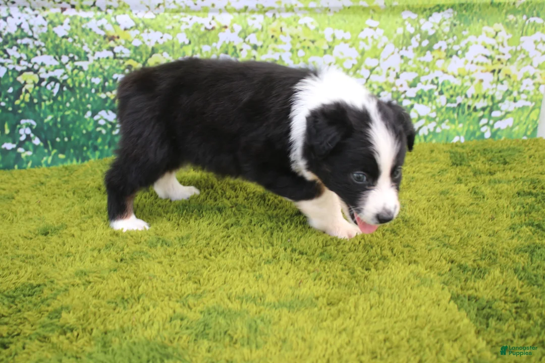 Australian Shepherd dogs for sale: Louie - Ad 2