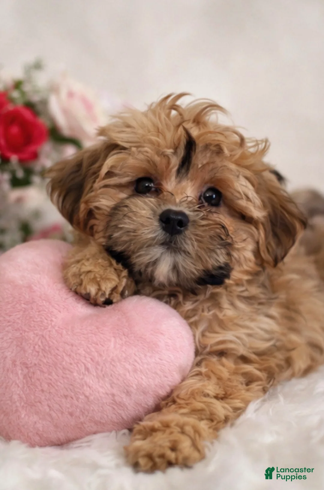 Shihpoo dogs for sale: Hearts - Ad 1