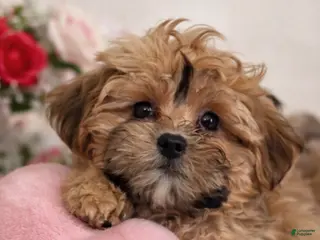 Shihpoo dogs Hearts - Ad 2