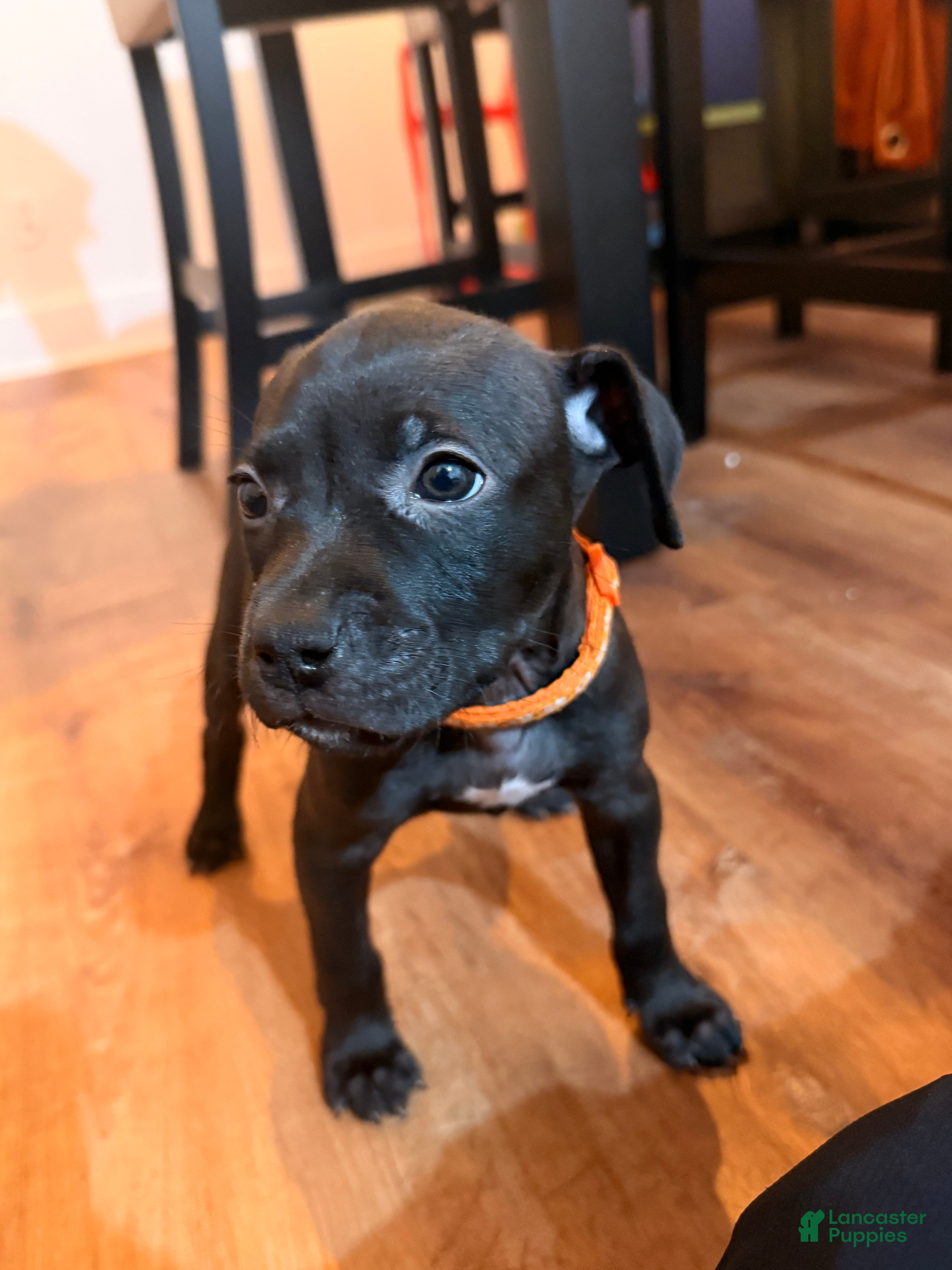 Mixed Breed dogs Pup Orange - Ad 12