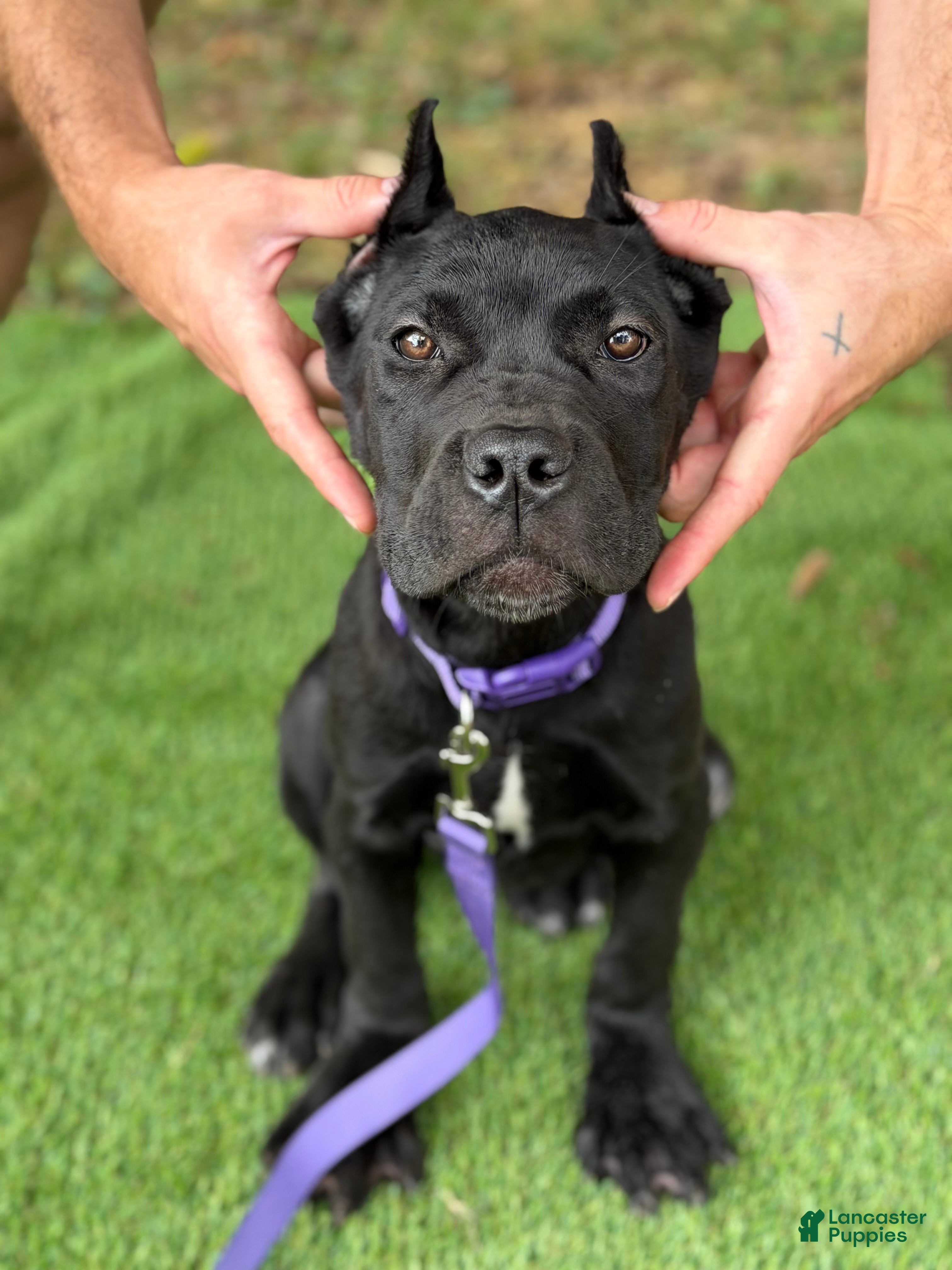 Cane Corso dogs ZENA - Ad 1
